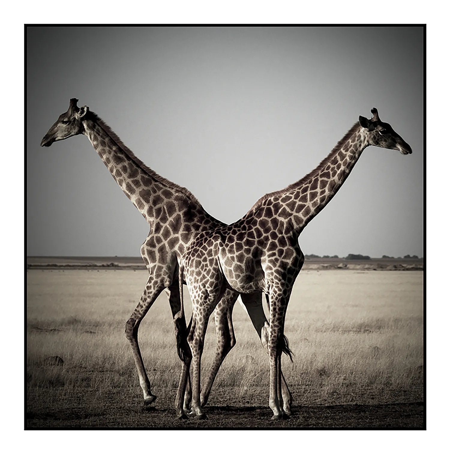 Double girafes