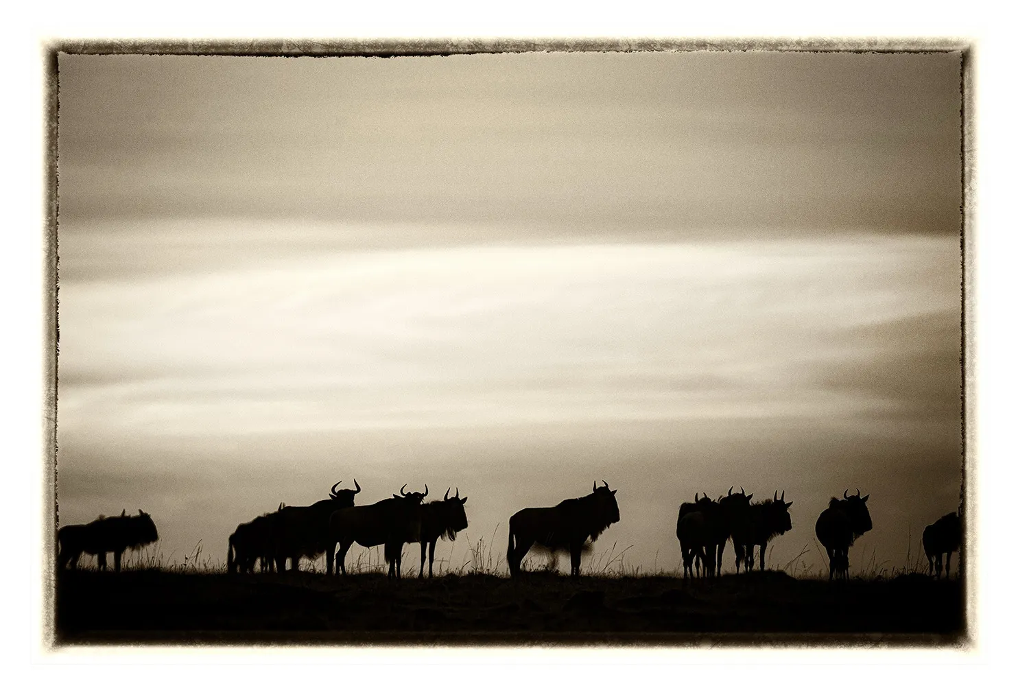 La Grande Migration (10)