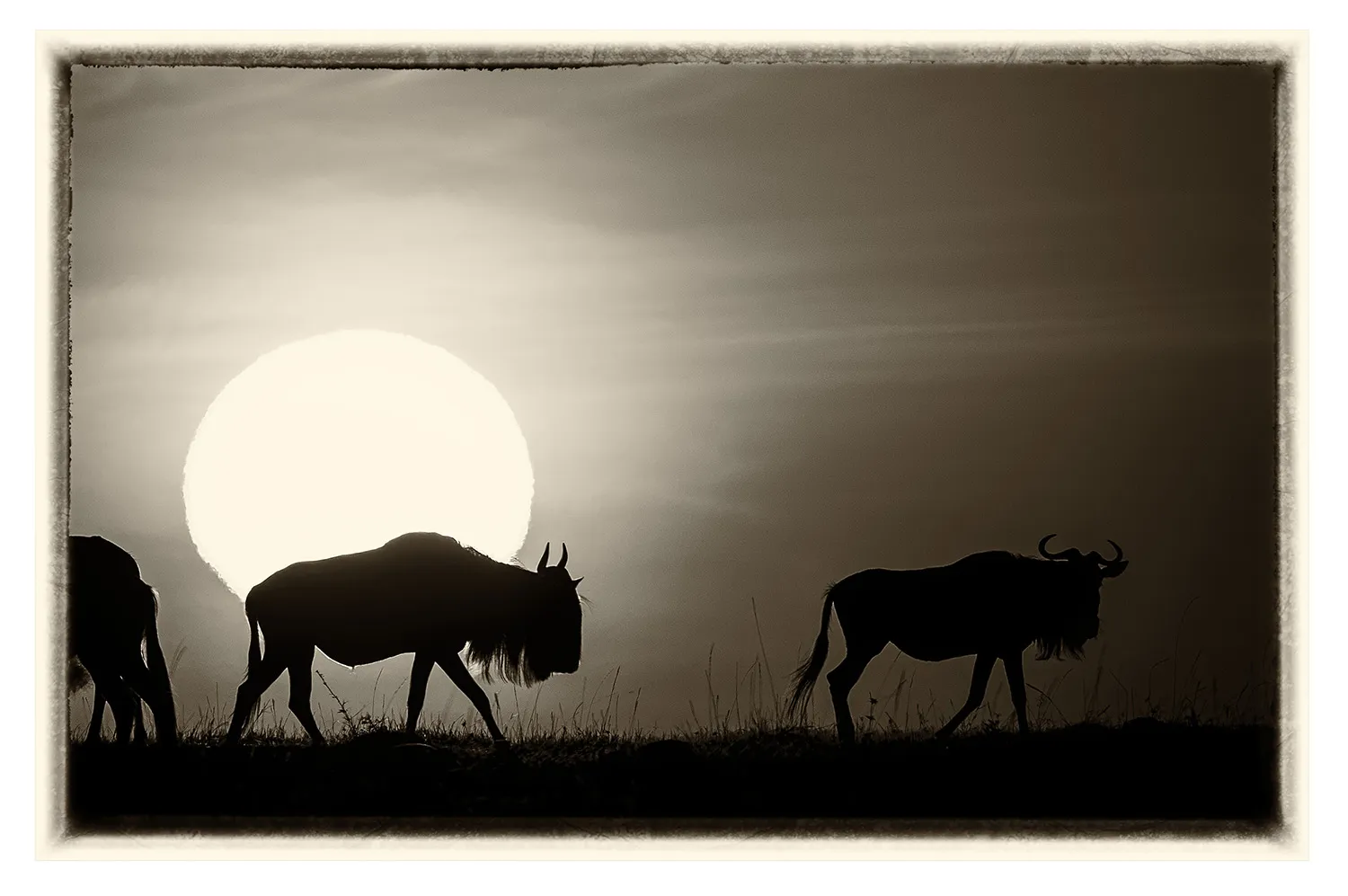 La Grande Migration (9)