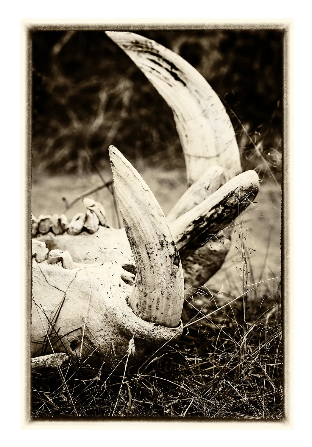 Mâchoire d’hippopotames