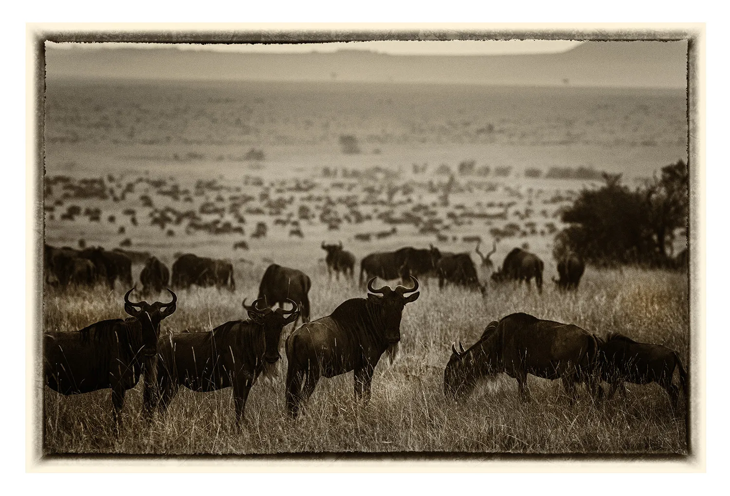 La Grande Migration (8)