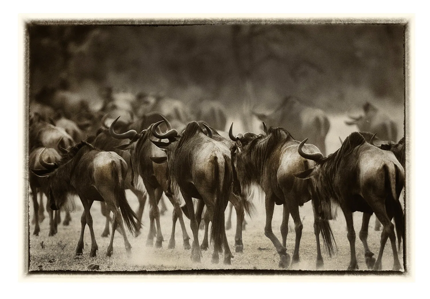 La Grande Migration (6)