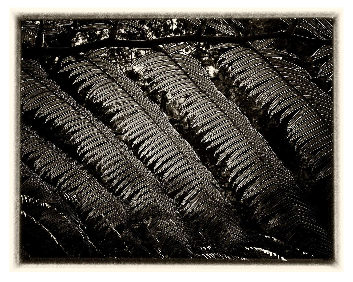 Fougères d’Hawaï (2)