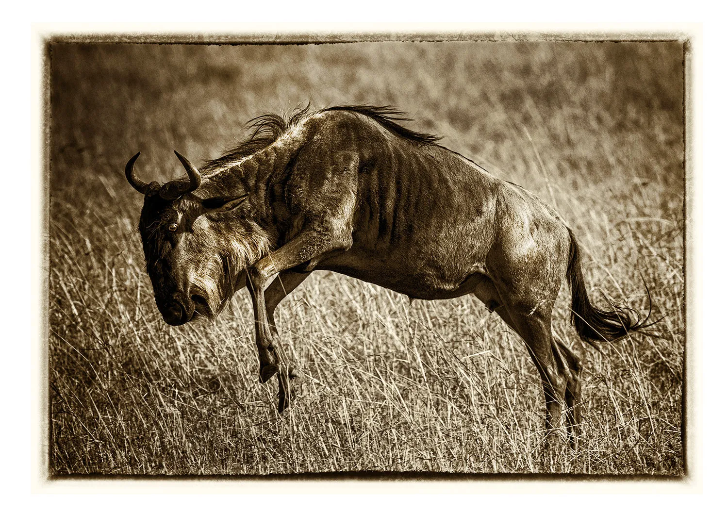 La Grande Migration (5)