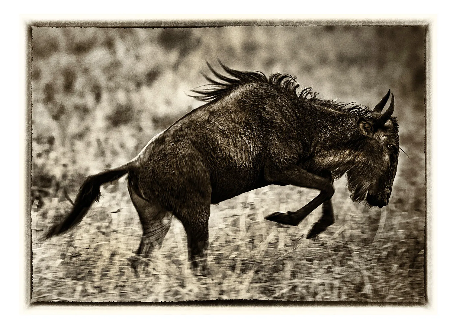 La Grande Migration (3)