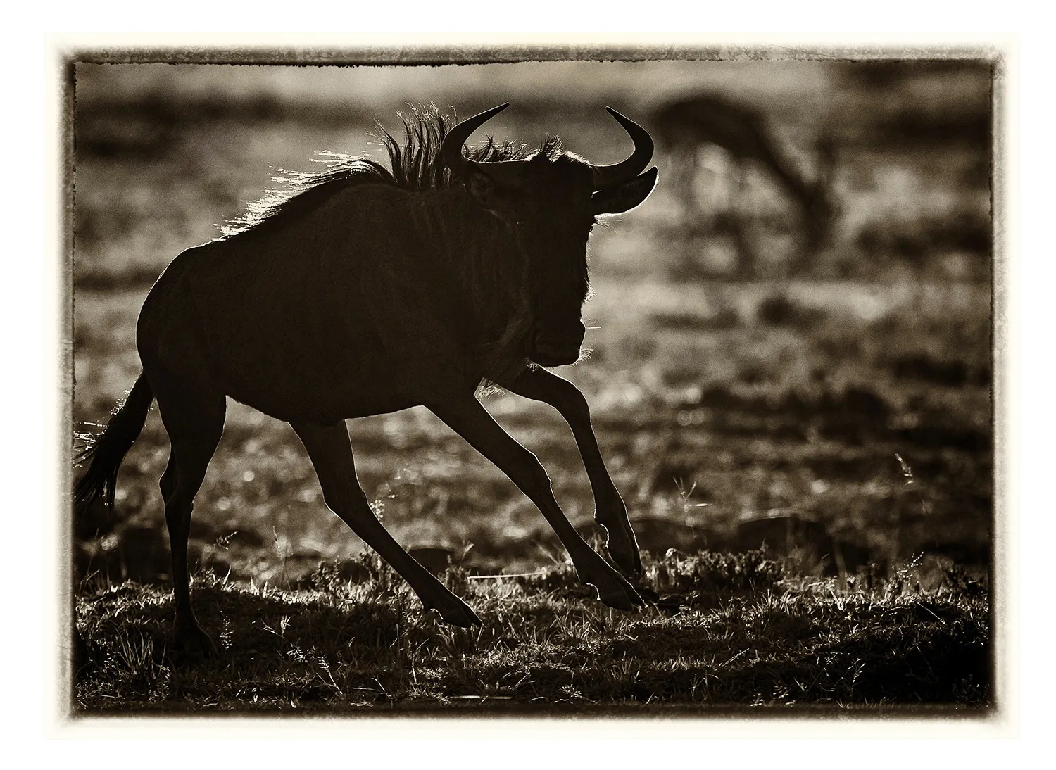 La Grande Migration (4)