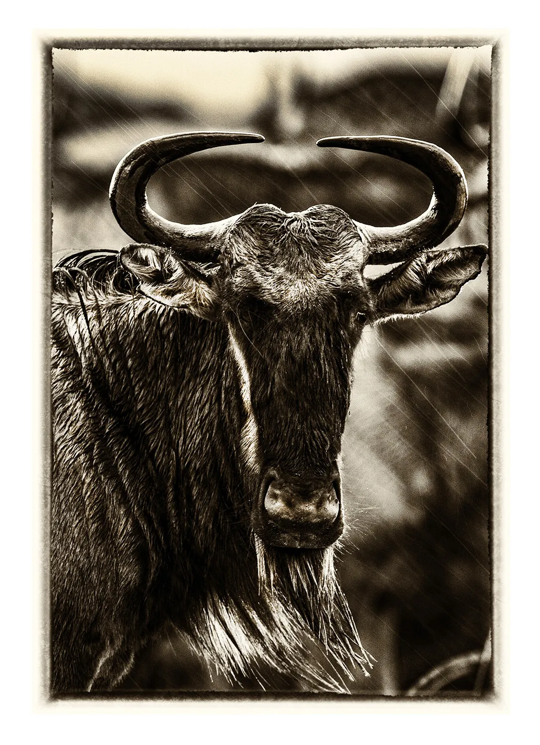 La Grande Migration (28)