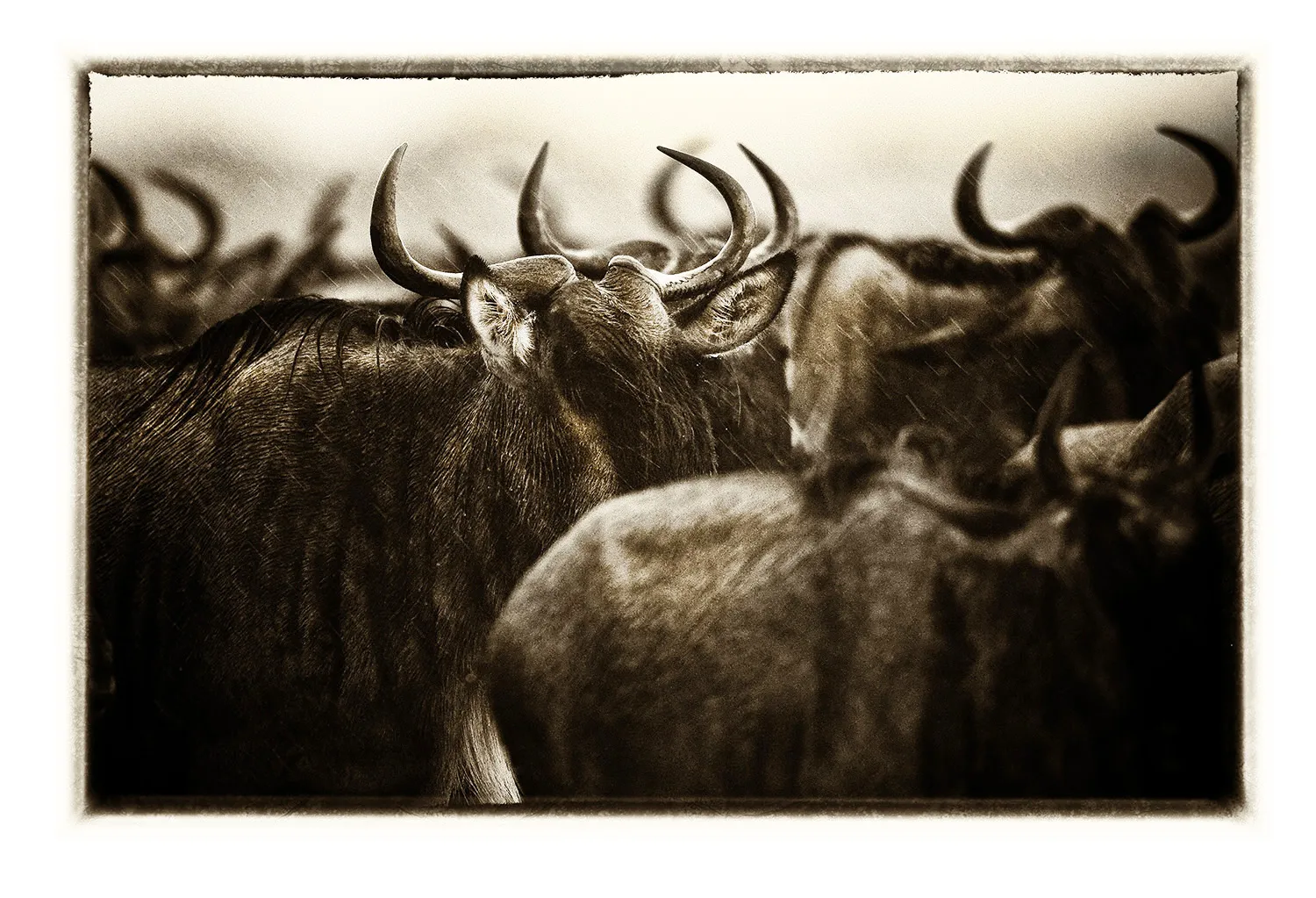 La Grande Migration (25)