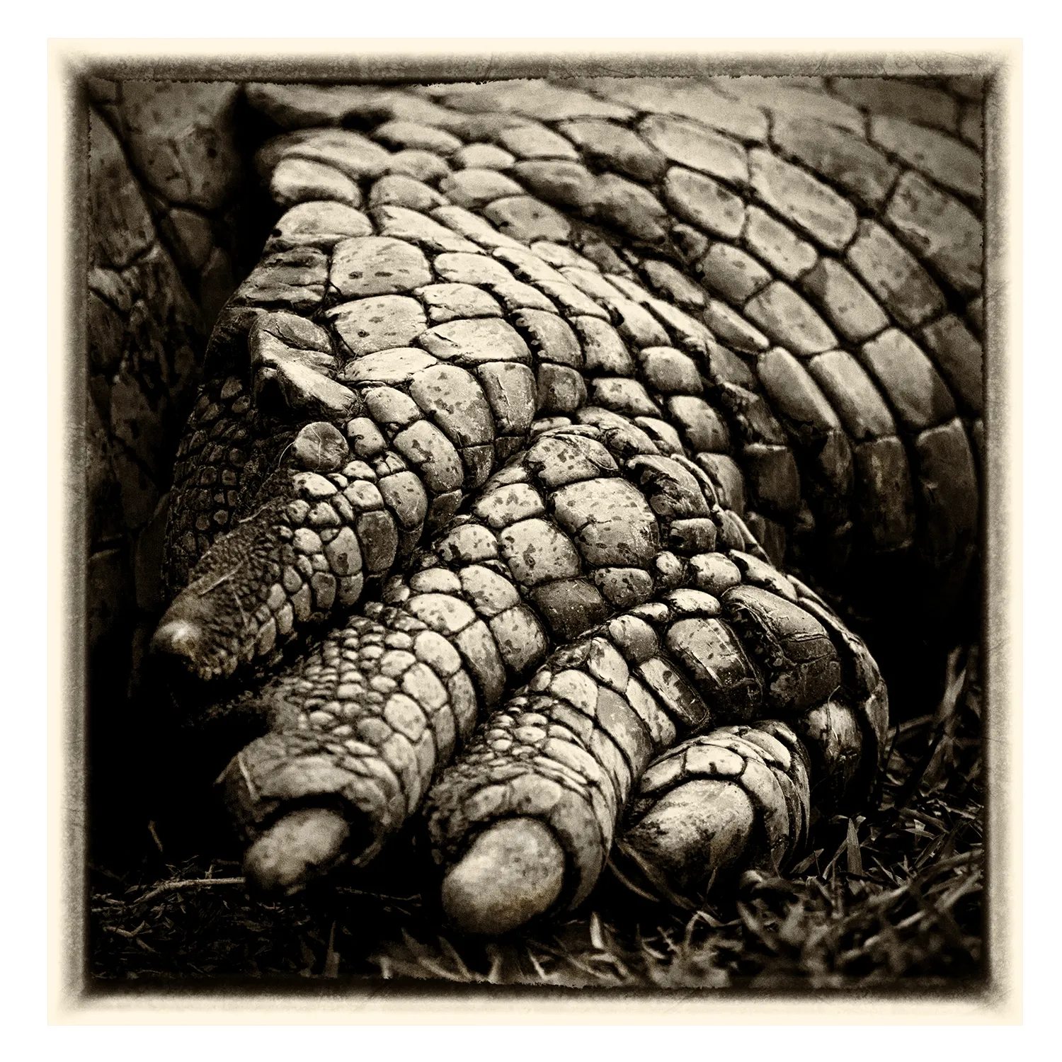 Crocodile (Kenya)