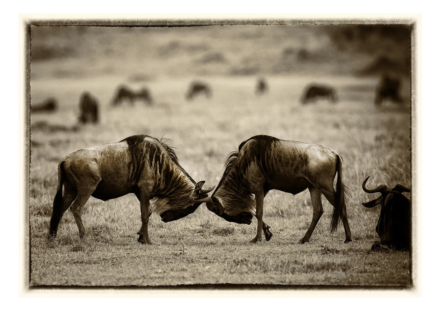 La Grande Migration (24)