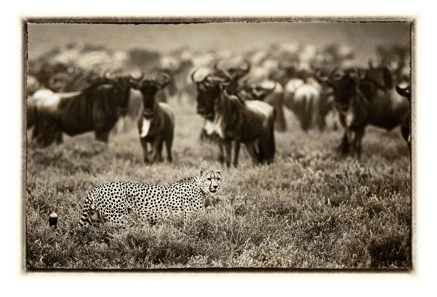 La grande Migration (23)