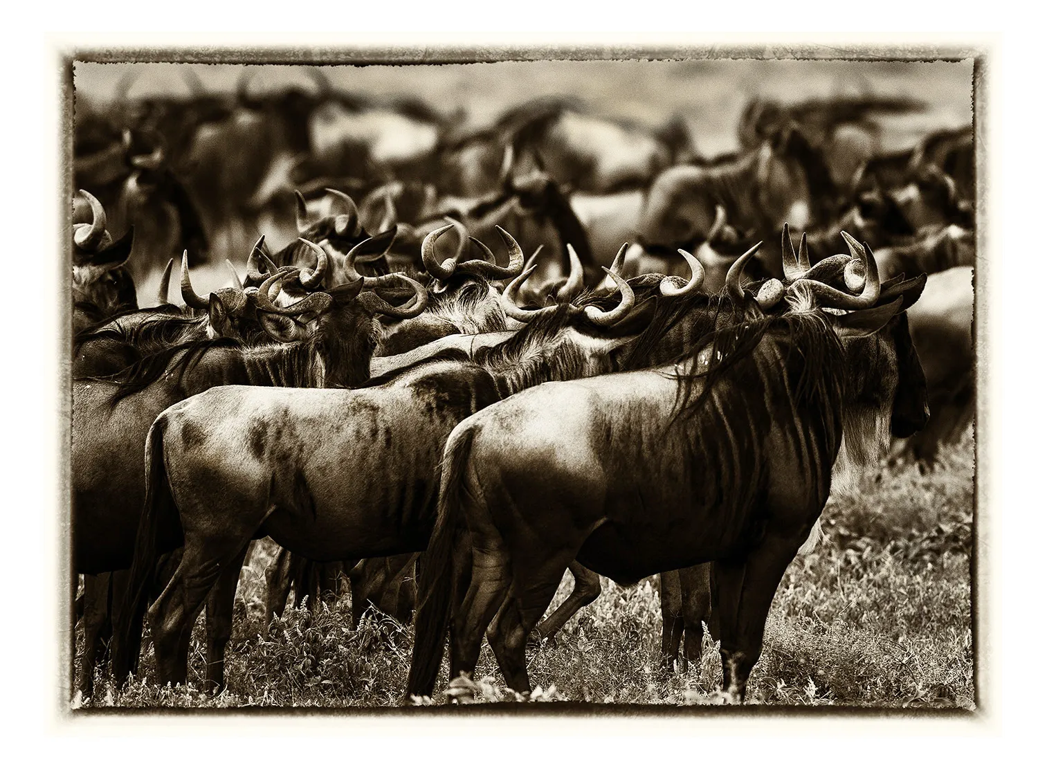 La Grande Migration (22)