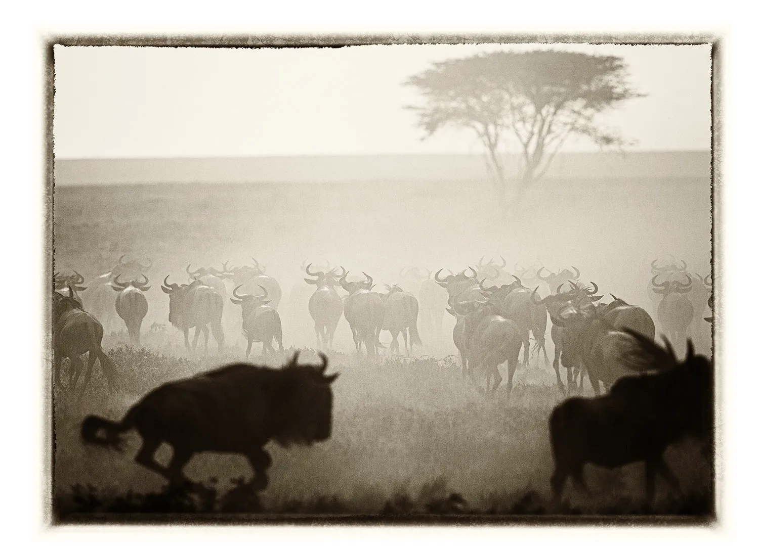 La Grande Migration (21)