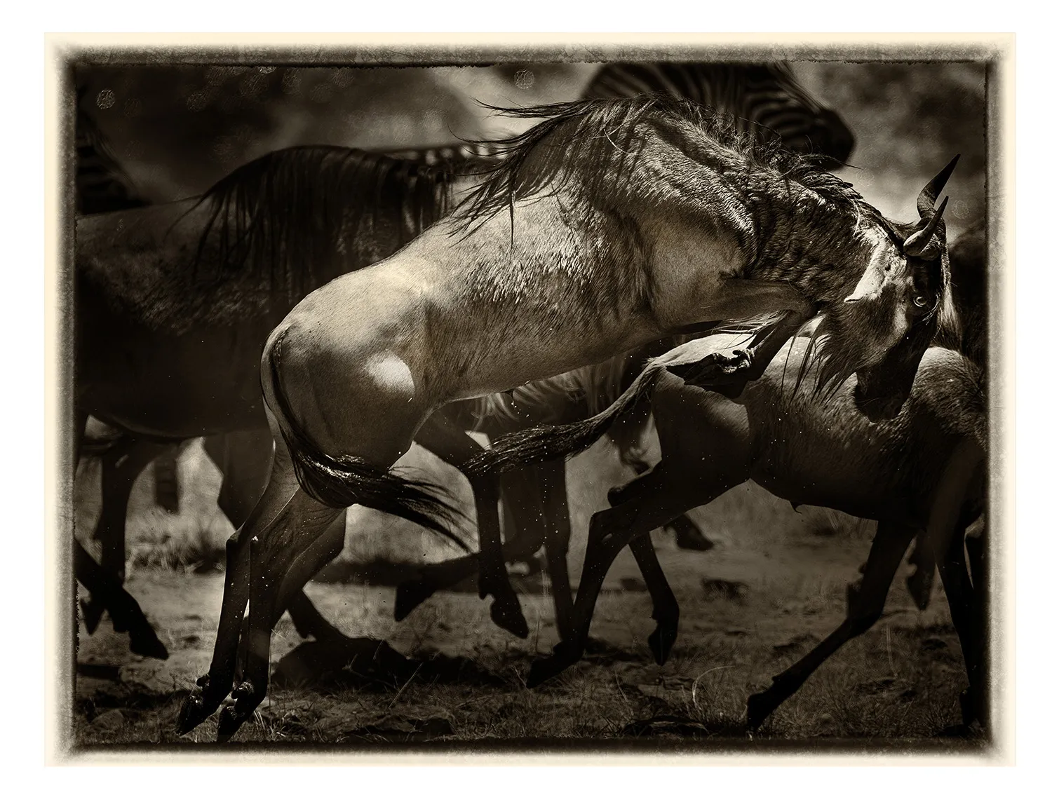 La Grande Migration (20)