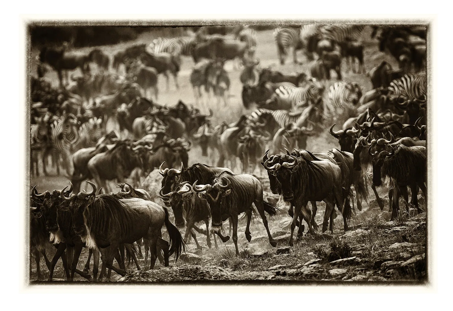 La Grande Migration (19)