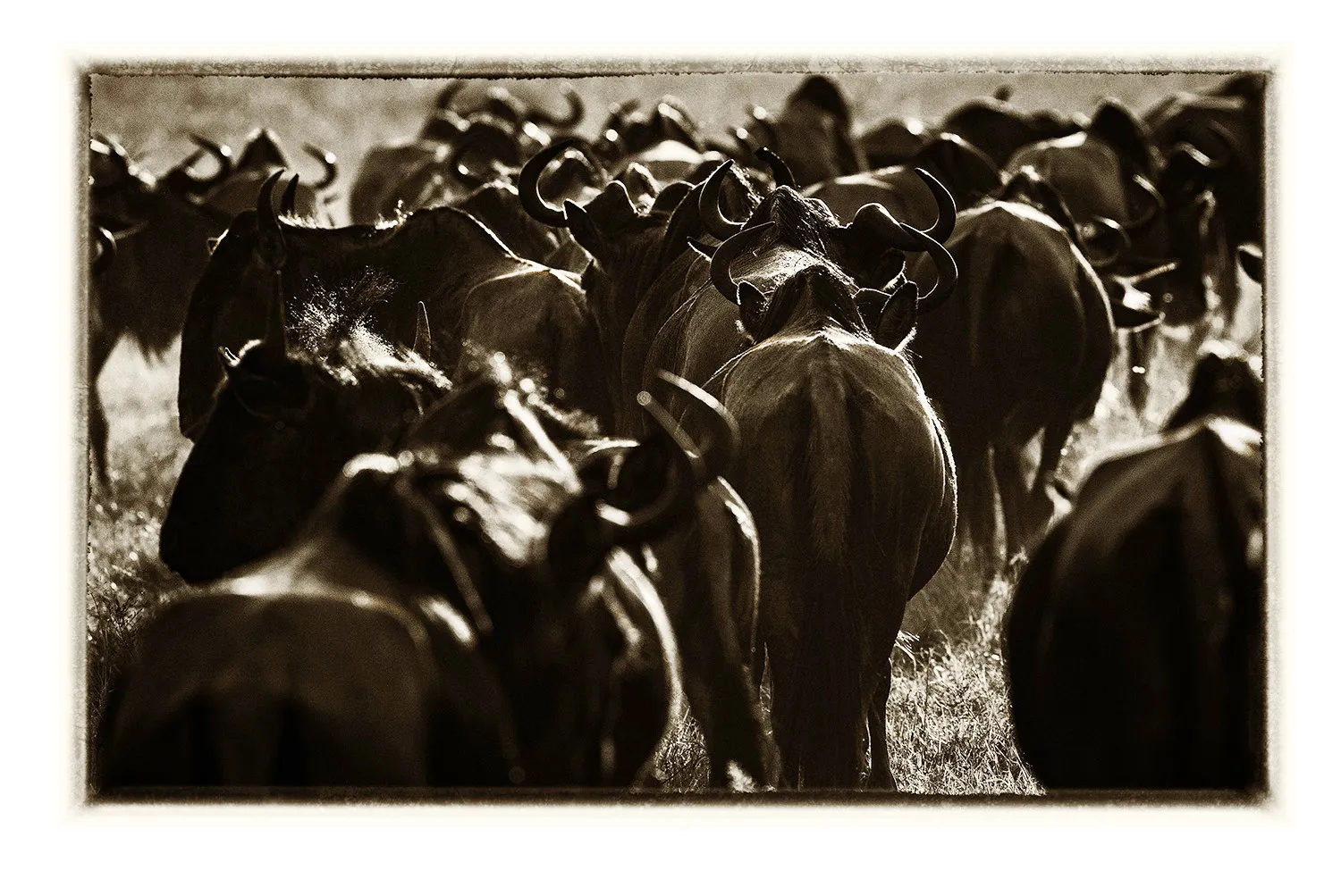 La Grande Migration (18)