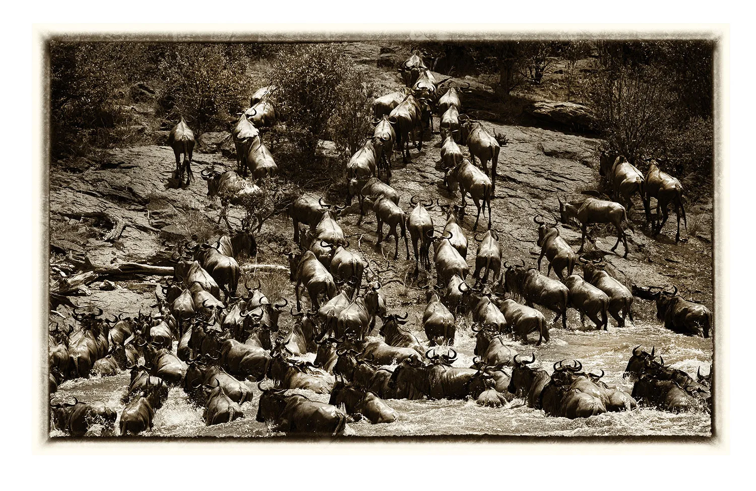 La Grande Migration (17)