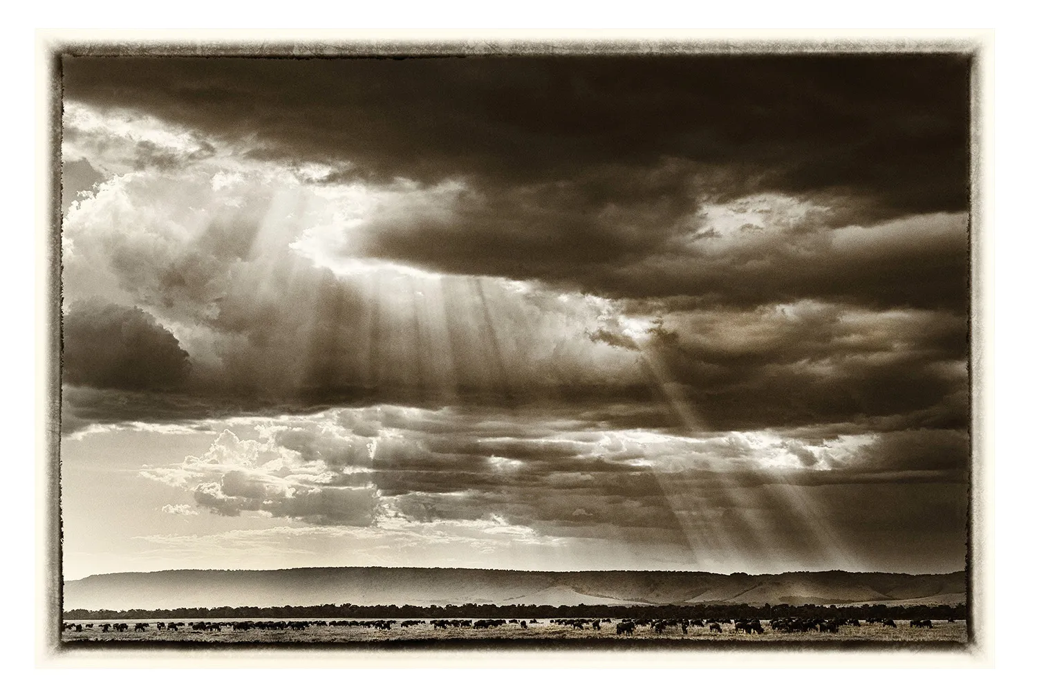 La Grande Migration (16)