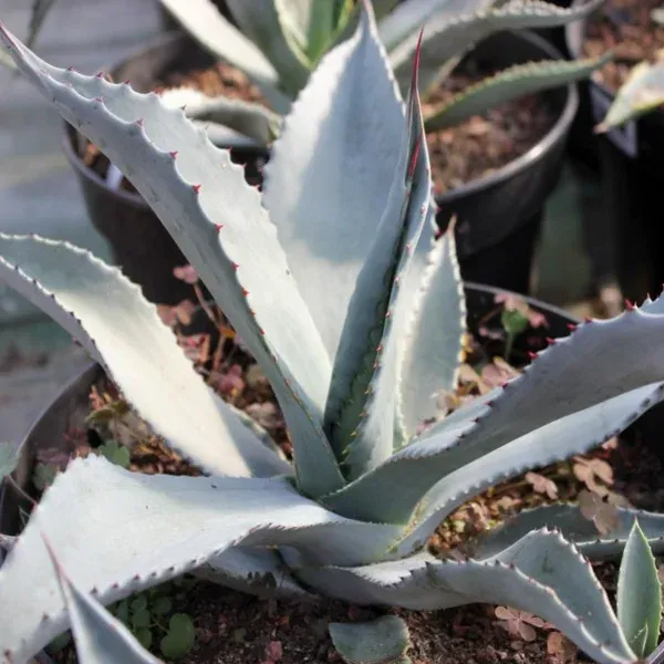 Agave Americaine Protoamericana