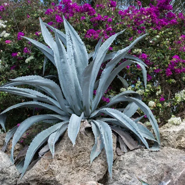 Agave Americaine Protoamericana – Image 2