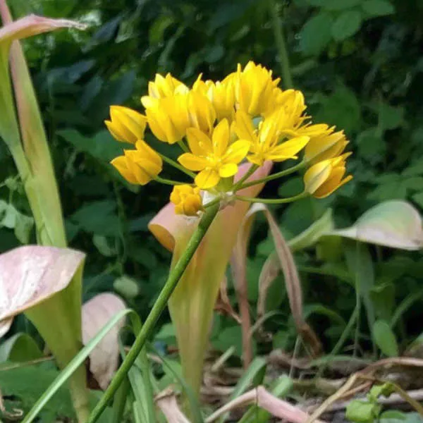 Champ de bonbons bio pour abeilles – Image 3