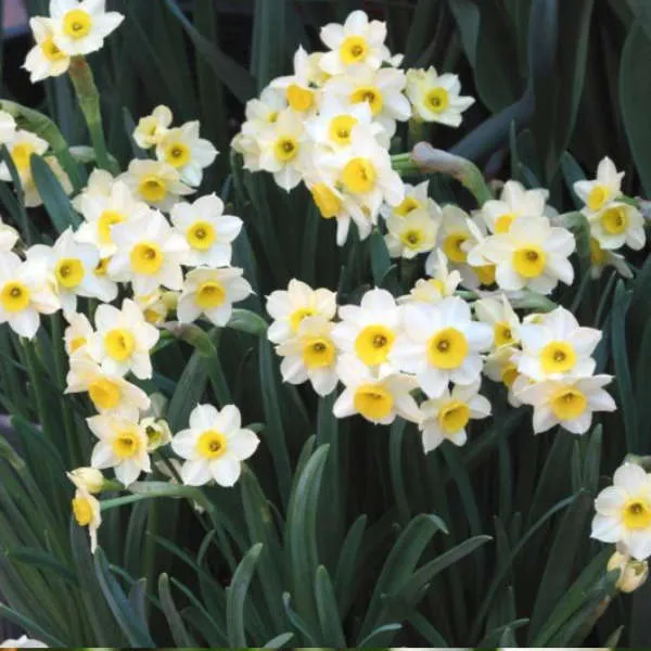 Mix de narcisses bio – Image 3