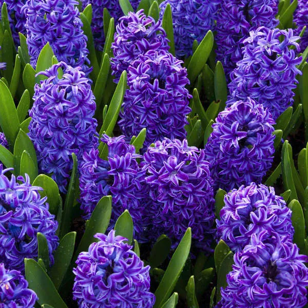 Champ de bonbons bio pour abeilles – Image 2