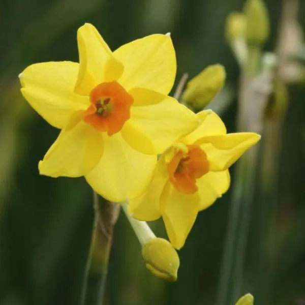 Mix de narcisses bio – Image 5