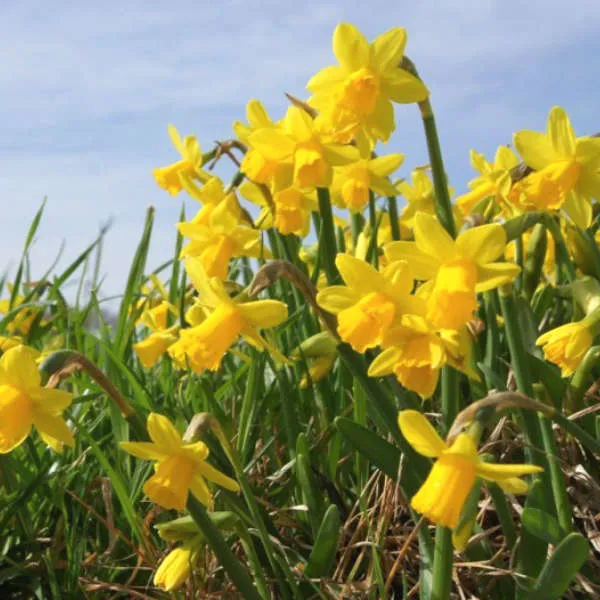 Mix de narcisses bio – Image 2