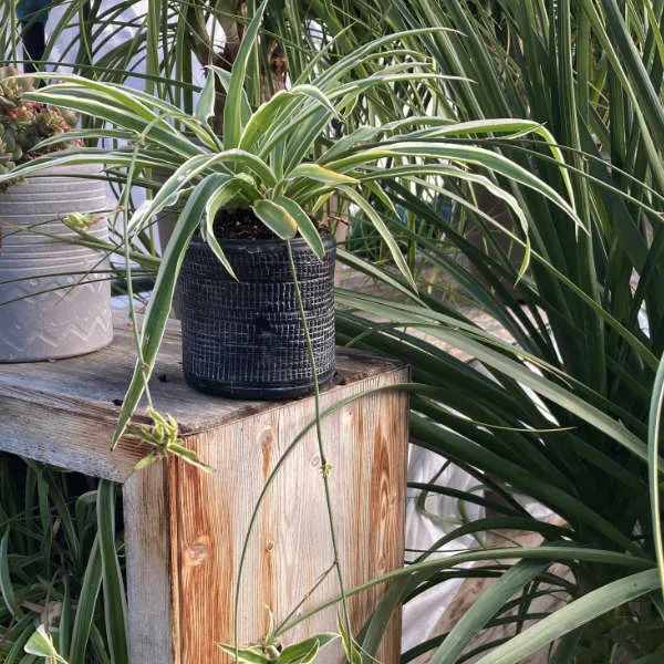 Chlorophytum Comosum – Image 3