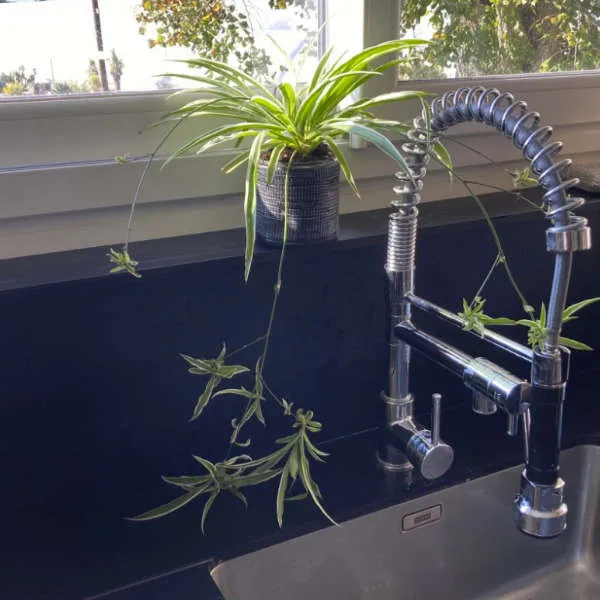 Chlorophytum Comosum – Image 4