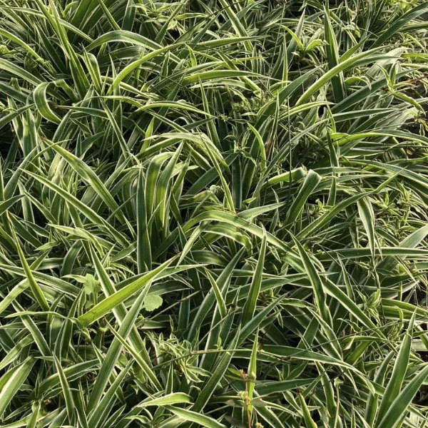 Chlorophytum Comosum – Image 2