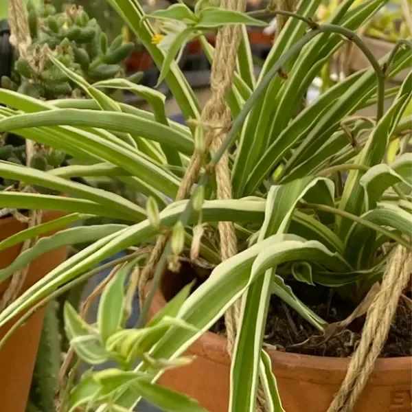 Chlorophytum Comosum – Image 5