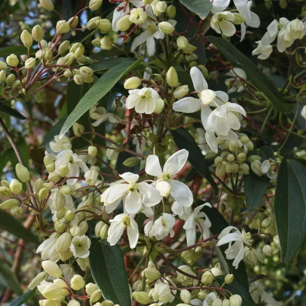 Clématite Armandii – Image 2