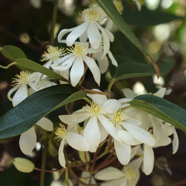 Clématite Armandii – Image 3