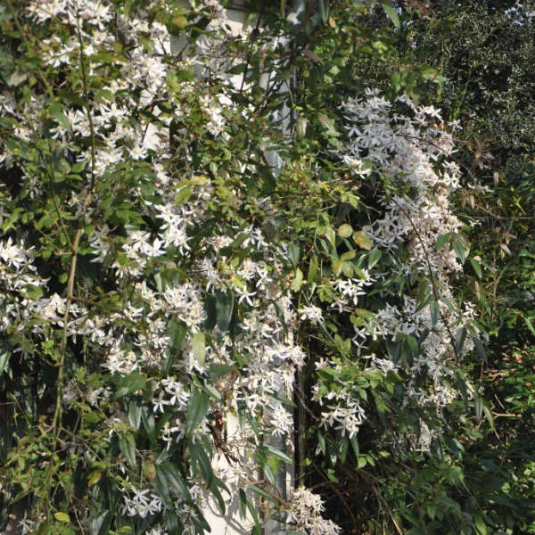 Clématite Armandii – Image 4