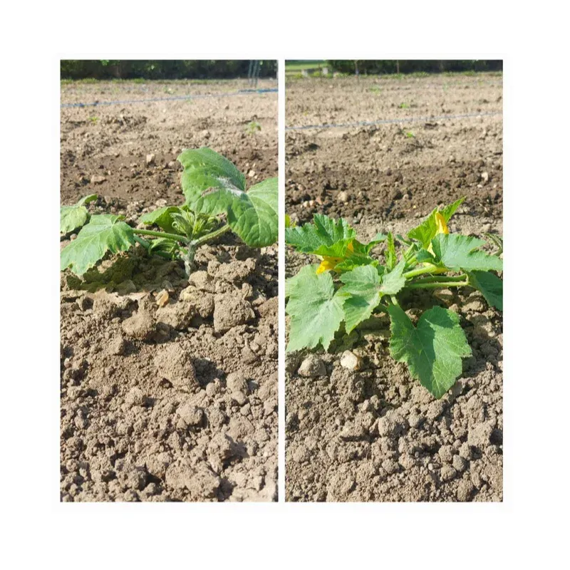 Pur jus de lombricompost liquide – TERSEN liquide – Image 5