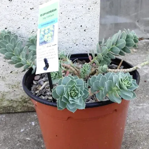Euphorbia myrsinites – Image 2
