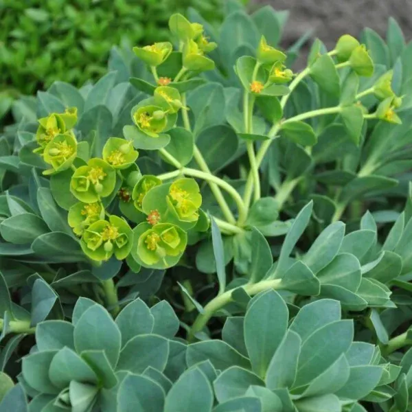 Euphorbia myrsinites – Image 3