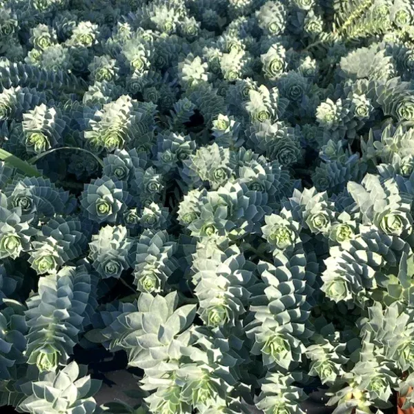 Euphorbia myrsinites – Image 4