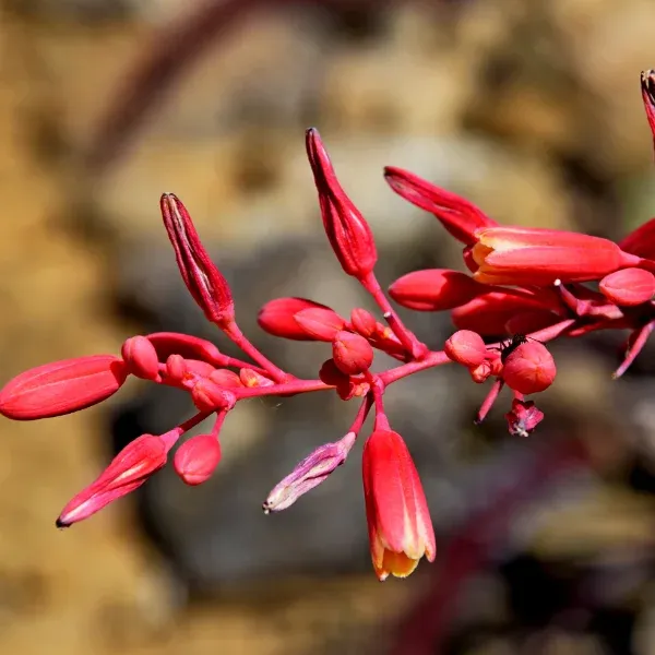 Hesperaloe parviflora – Image 2