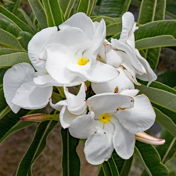 Pachypodium Lamerei ou Palmier de Madagascar – Image 2