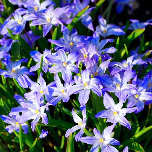 Champ de bonbons bio pour abeilles – Image 4