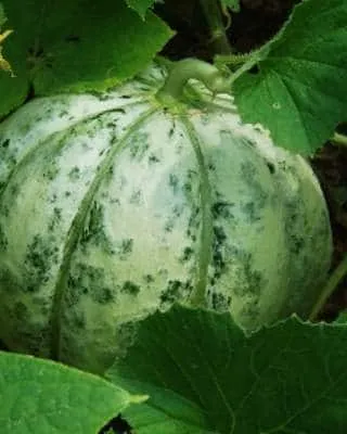 Melon délice de la table