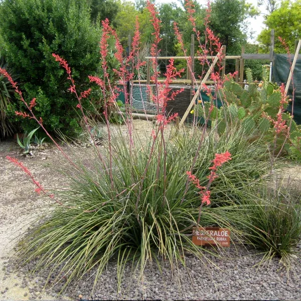 Hesperaloe parviflora – Image 4