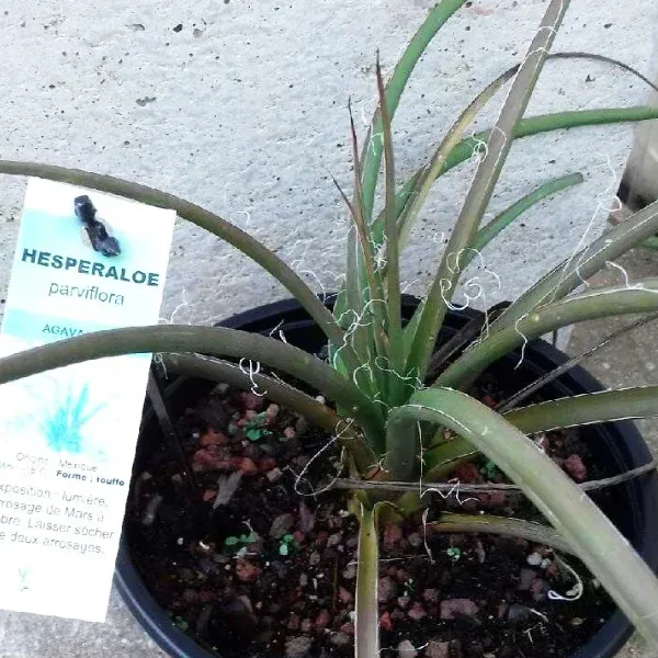 Hesperaloe parviflora – Image 3