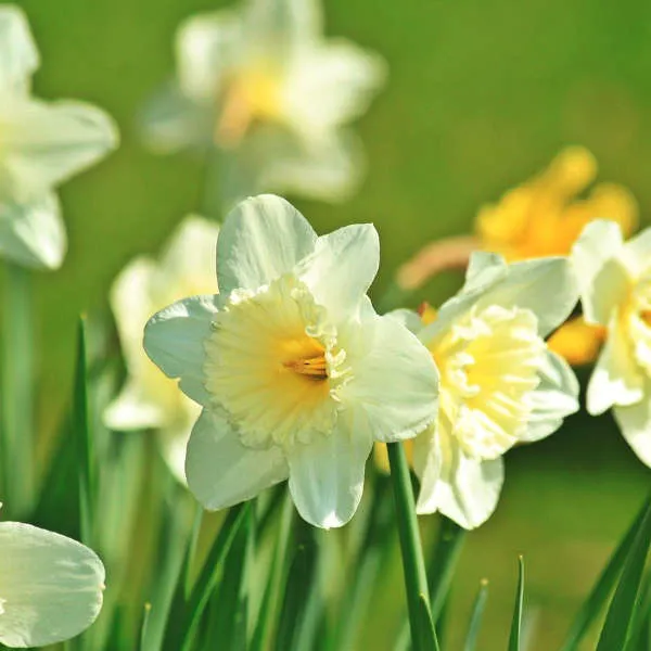 Champ de bonbons bio pour abeilles – Image 5