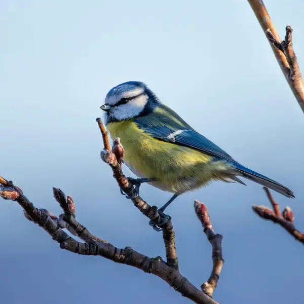 Nichoir à oiseaux en bois – Image 5