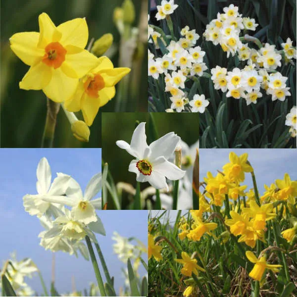 Mix de narcisses bio