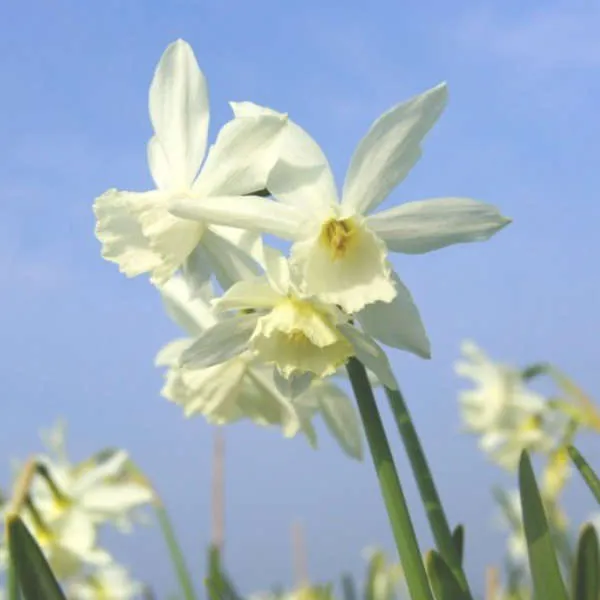 Mix de narcisses bio – Image 6